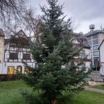 Abies nordmanniana ശീലം