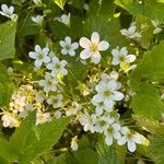 Saxifraga hypnoides Fula