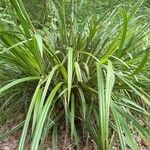 Pandanus urophyllus Feuille