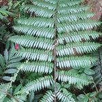 Cyathea arborea Hoja