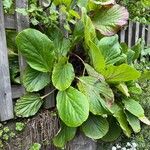 Bergenia stracheyi Deilen