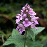 Stachys palustris आदत