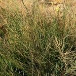 Diplachne fusca Libunga