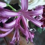 Nerine bowdenii Цветок