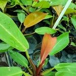 Philodendron erubescens Hábito