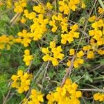 Coronilla minima Flower