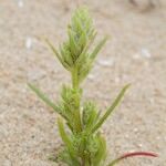 Corispermum pallasii Habitus