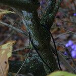 Callicarpa dichotoma Kabuk