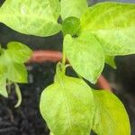 Capsicum chinense Hoja