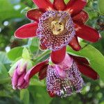 Passiflora alata Kwiat
