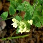 Scutellaria caucasica Blüte