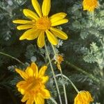 Euryops pectinatus Floro