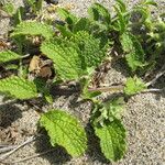 Stachys maritima Natur