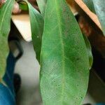 Ixora finlaysoniana Leaf