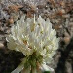 Trifolium occidentale Blomma