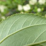 Ceanothus velutinus برگ