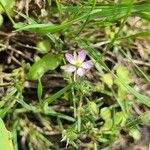 Spergularia rubraFlower