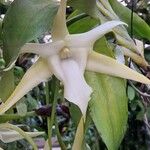 Angraecum sesquipedale Flower