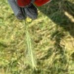 Hordeum secalinum Flower
