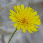 Tolpis staticifolia Flower