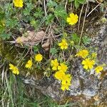 Potentilla vernaBloem