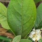 Alternanthera paronychoides Blad