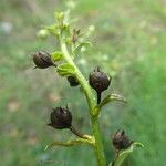 Verbascum blattaria Owoc