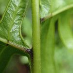 Pteris similis Hostoa