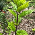 Scutellaria costaricana Leaf