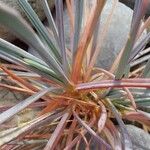 Dianthus crinitus Hábito