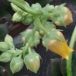 Echeveria pulidonis Flower