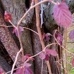 Corylus maxima Corteccia