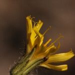 Hieracium scouleri Flor