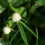 Cyperus mindorensis Çiçek