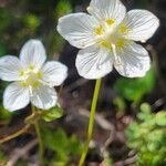 Parnassia palustrisFlower