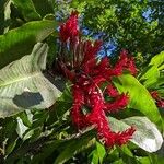 Alpinia purpurataBlomst