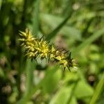 Carex stipata Цветок