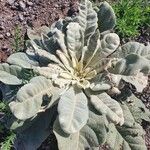 Verbascum sinaiticum Blatt