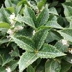 Osmanthus heterophyllus برگ