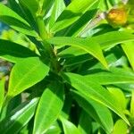 Allamanda schottii Φύλλο