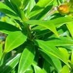 Allamanda schottii Leaf