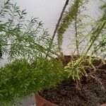 Asparagus densiflorus पत्ता