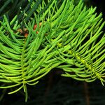 Abies concolor Fuelha