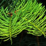 Abies concolor পাতা