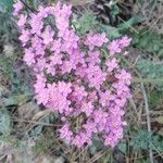 Centaurium erythraeaÇiçek