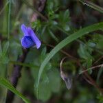 Parochetus africanus Flor