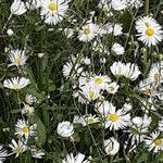 Erigeron speciosus Yeri