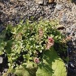 Teucrium chamaedrys Habit