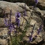 Anarrhinum bellidifolium Habitus