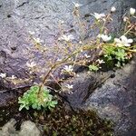 Saxifraga cotyledon 葉